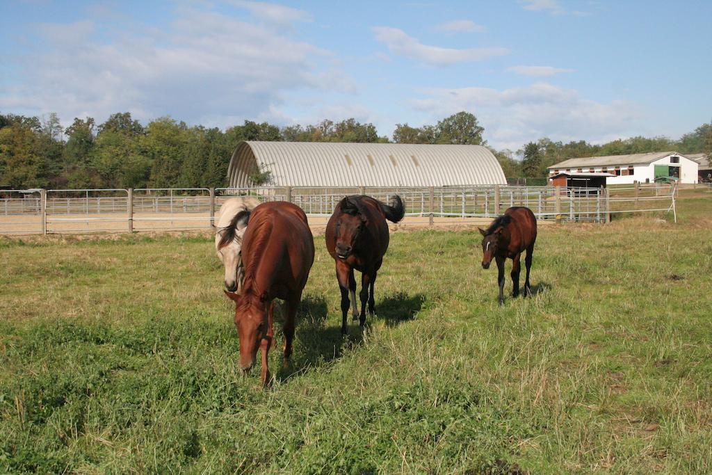 Agriturismo Fano'S Farm Suno Eksteriør bilde
